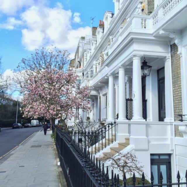 London townhouses with white facades and blooming cherry trees on a sunny day, showcasing elegant architecture and vibrant street scenery.