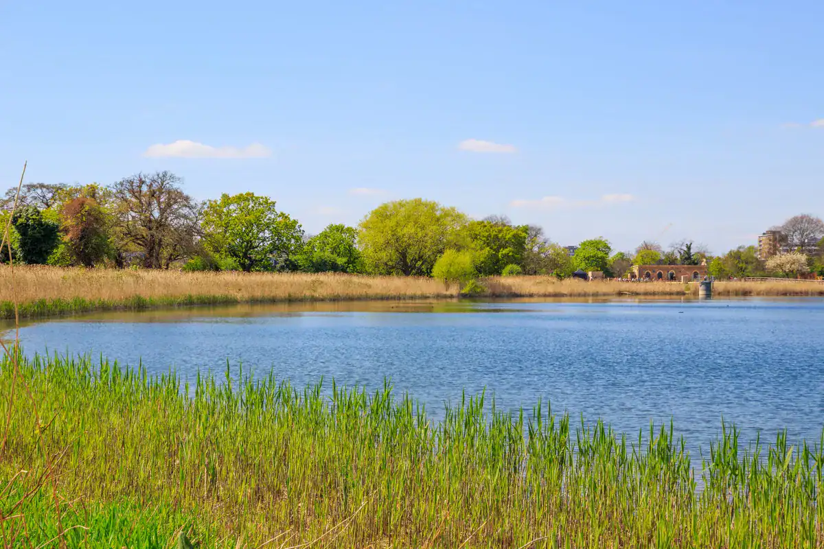 Lakeside outdoor scene with trees and blue sky in Berkshire, England.